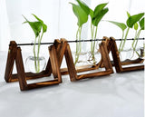 Glass Tabletop Plant - Unbeatable_Sale